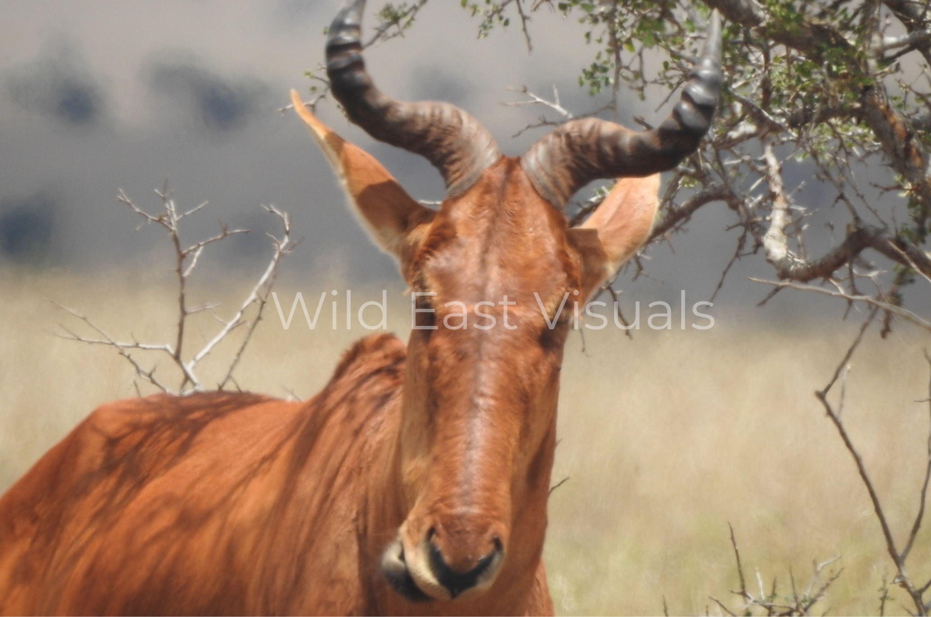 The Ancient One — fine art print of a hartebeest portrait on the African plains — Wild East Visual