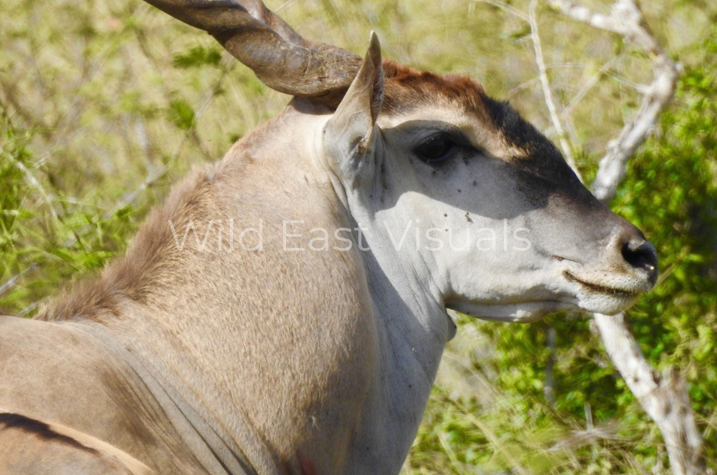The Eland — Lord of the Plains