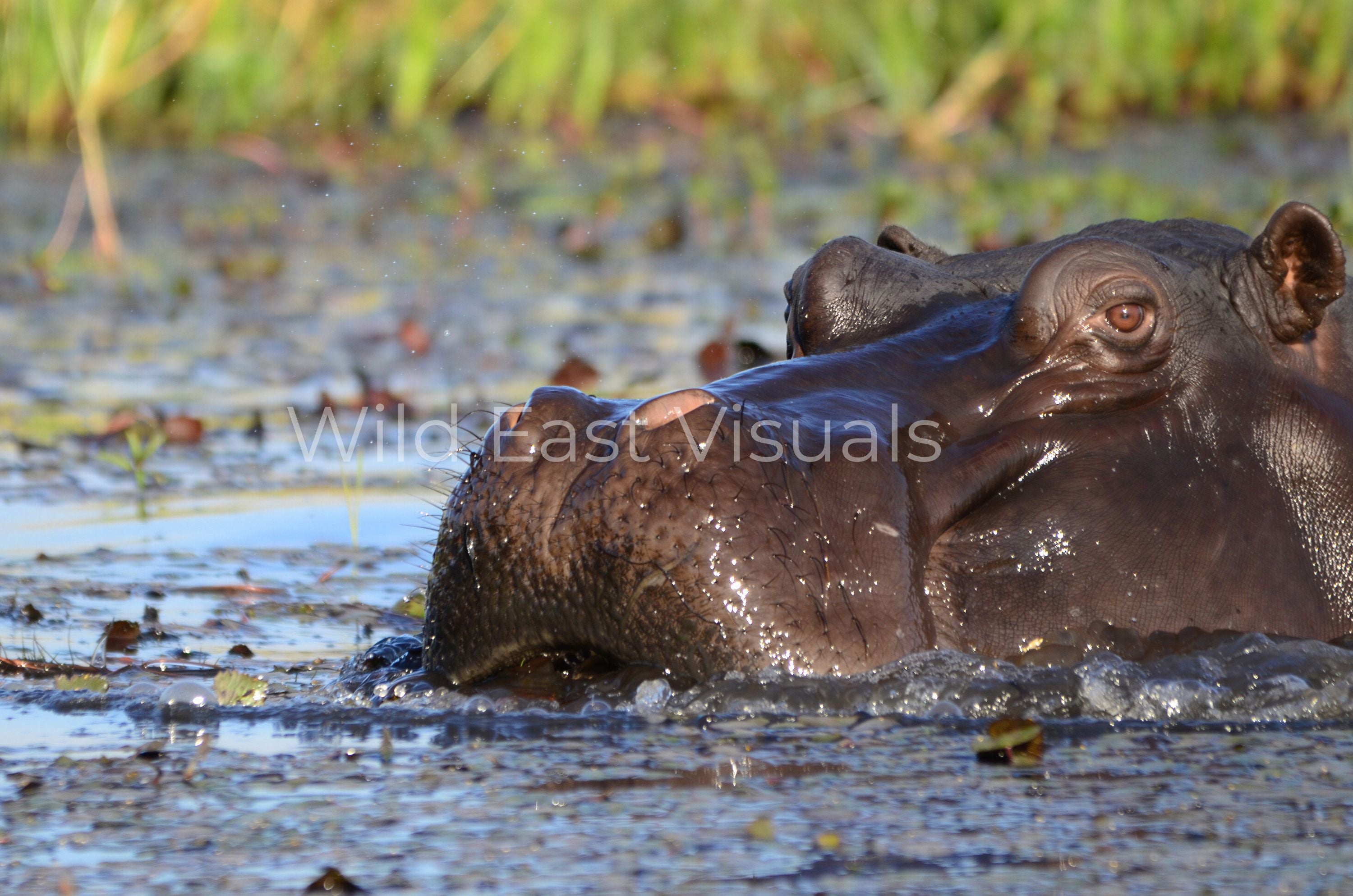 River Sovereign — fine art print of a river sovereign in its natural habitat, limited edition 1 of 50 — Wild East Visuals
