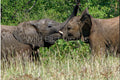 The Tussle — fine art print of two elephants play-fighting on the Maasai Mara, Kenya — Wild East Visuals