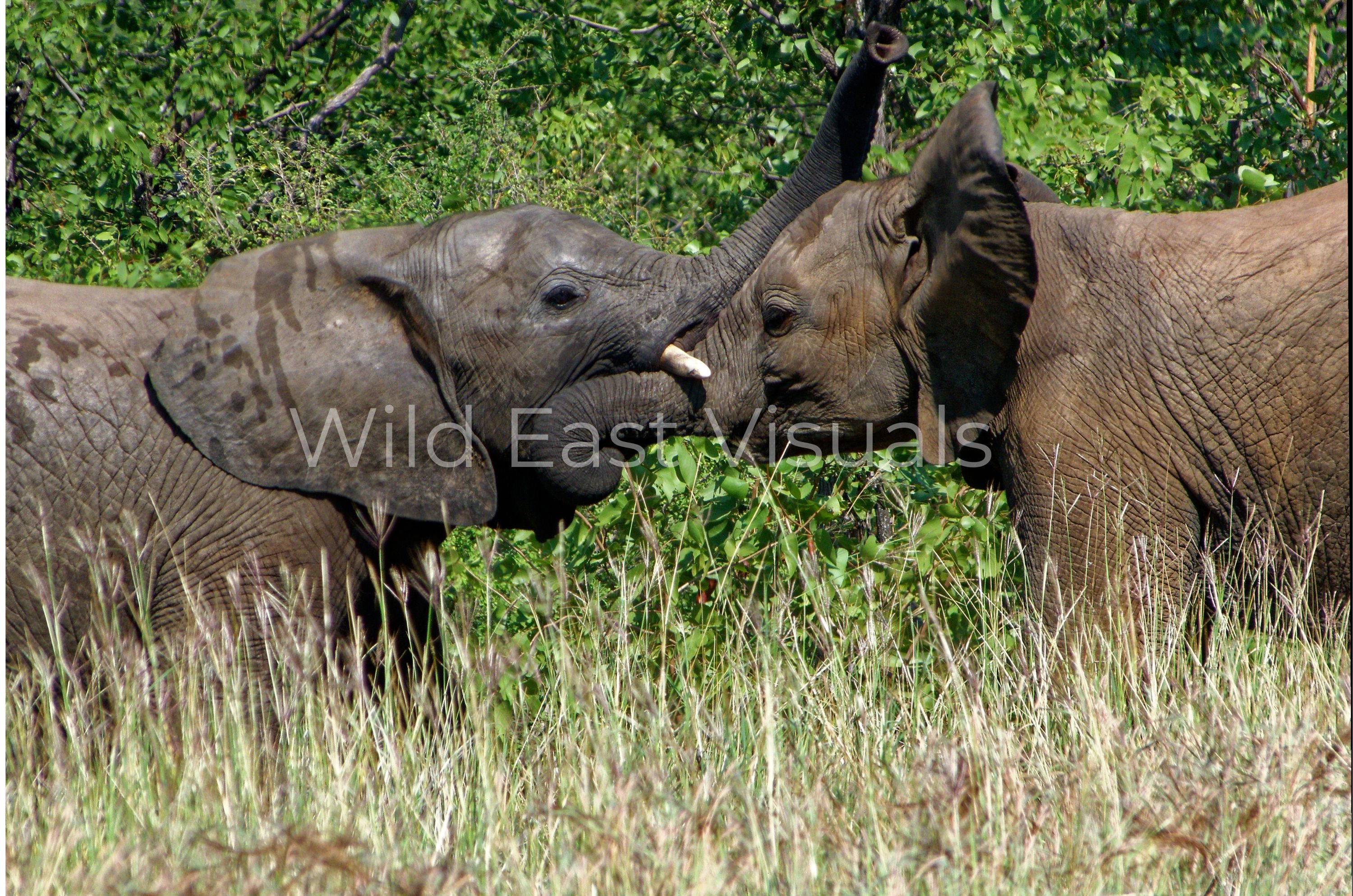 The Tussle — fine art print of two elephants play-fighting on the Maasai Mara, Kenya — Wild East Visuals