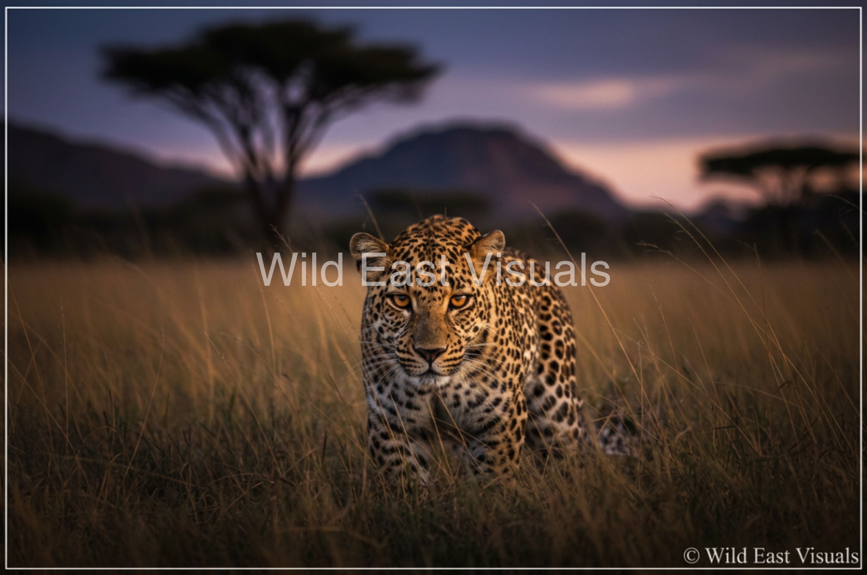 Dusk Stalker — Fine art print of a leopard stalking at dusk in the African wild — Wild East Visuals