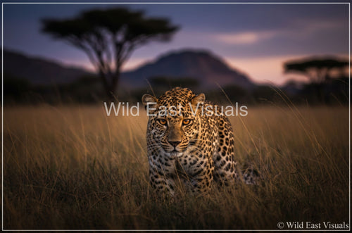 Dusk Stalker — Fine art print of a leopard stalking at dusk in the African wild — Wild East Visuals