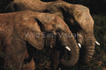 Shoulder to Shoulder — fine art print of two elephant heads side by side in close portrait — Wild East Visuals