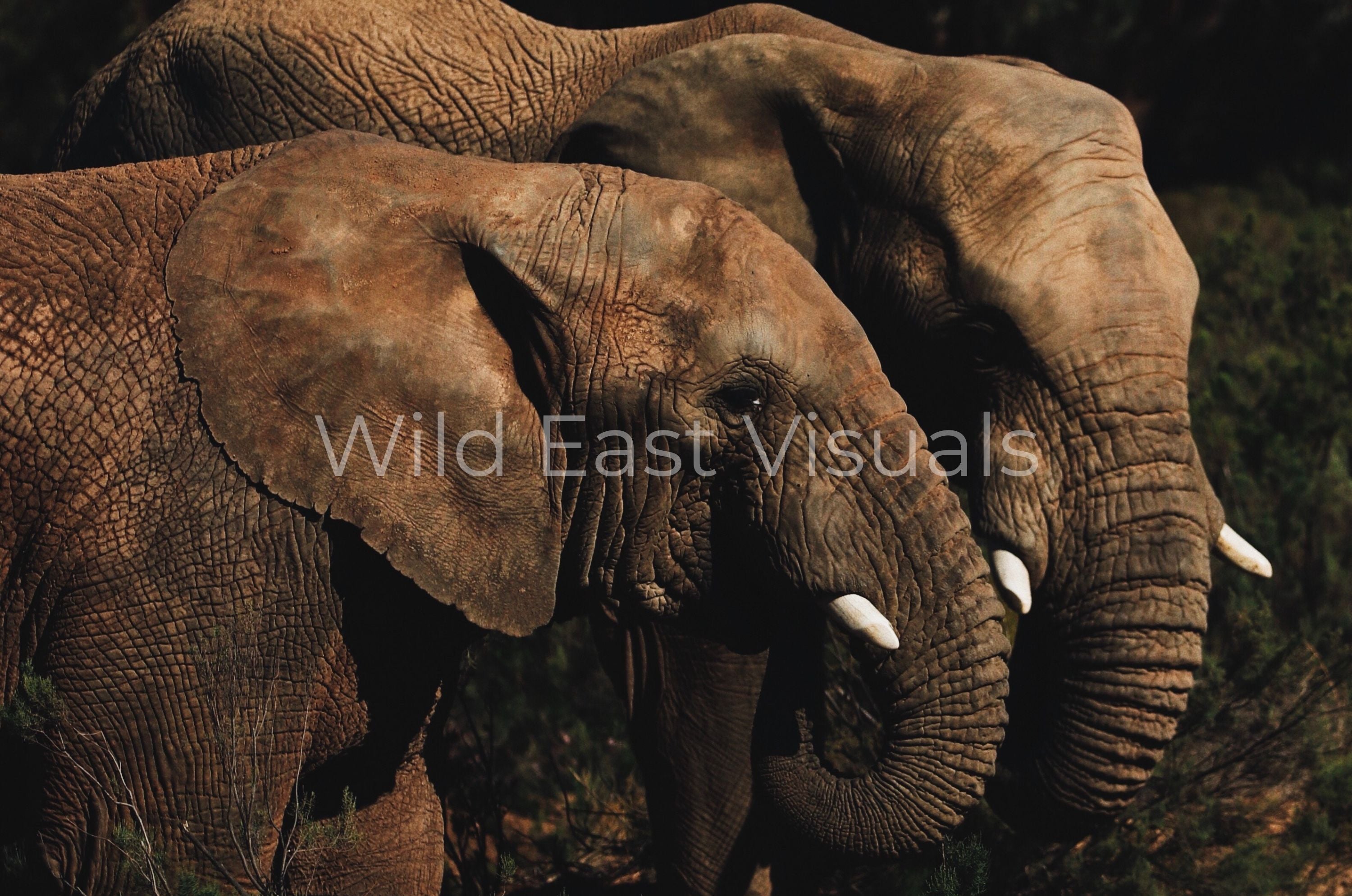 Shoulder to Shoulder — fine art print of two elephant heads side by side in close portrait — Wild East Visuals