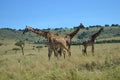 Giants of the Mara — fine art print of a giraffe herd roaming the Maasai Mara, Kenya — Wild East Visuals