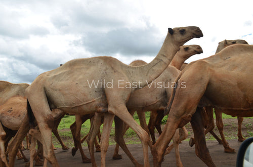 Desert Royalty — fine art print of a camel close-up portrait in the desert — Wild East Visuals