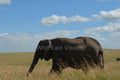 Across the Mara — fine art print of a lone elephant crossing the Maasai Mara, Kenya — Wild East Visuals