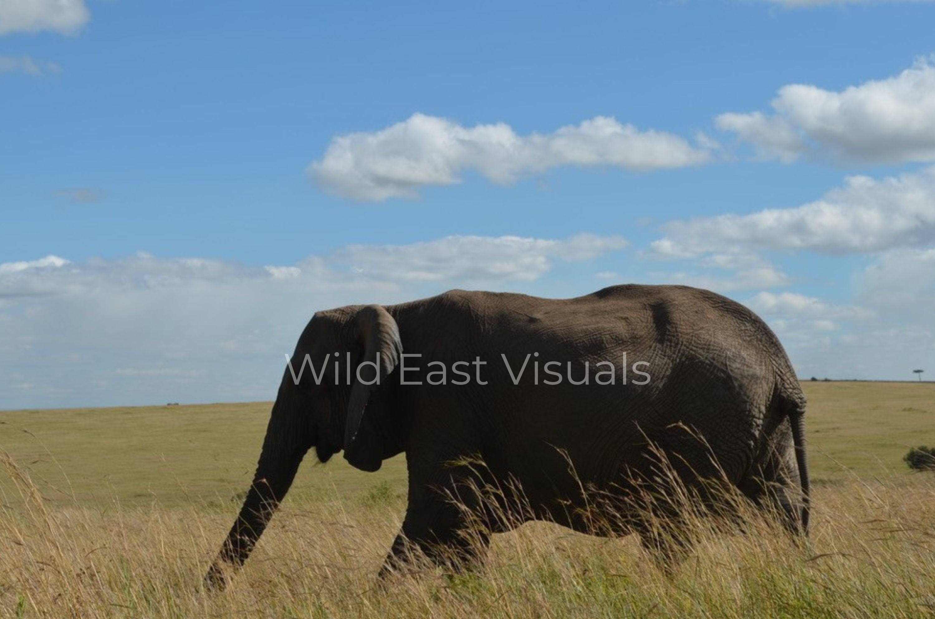 Across the Mara — fine art print of a lone elephant crossing the Maasai Mara, Kenya — Wild East Visuals