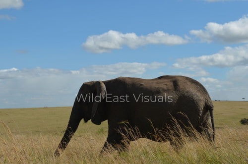 Across the Mara — fine art print of a lone elephant crossing the Maasai Mara, Kenya — Wild East Visuals