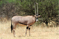 The Oryx — fine art print of an oryx standing proud on the African savannah — Wild East Visuals