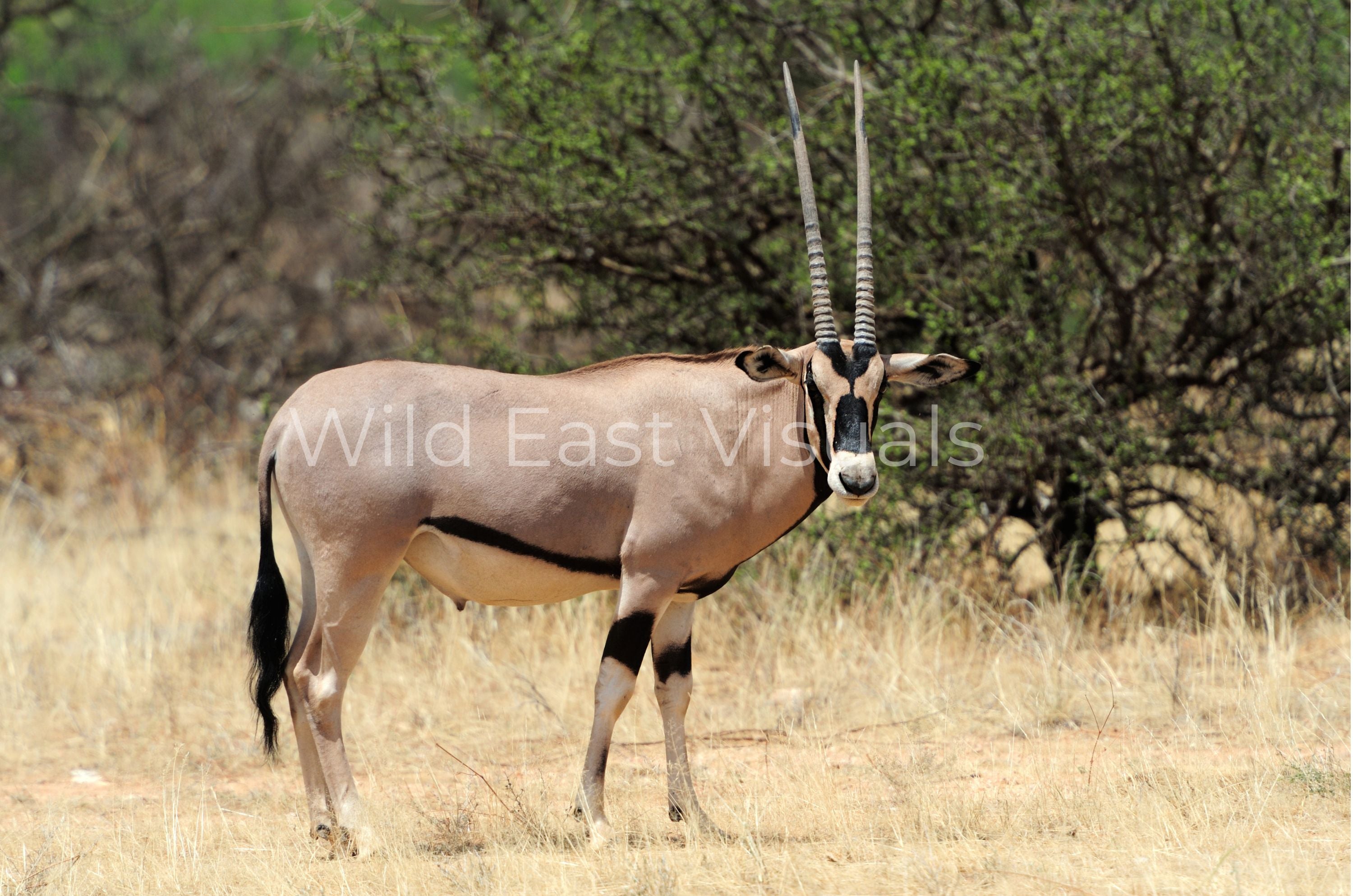 The Oryx — fine art print of an oryx standing proud on the African savannah — Wild East Visuals