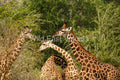 Sentinels — fine art print of a tower of giraffes standing sentinel on the African savannah — Wild East Visuals