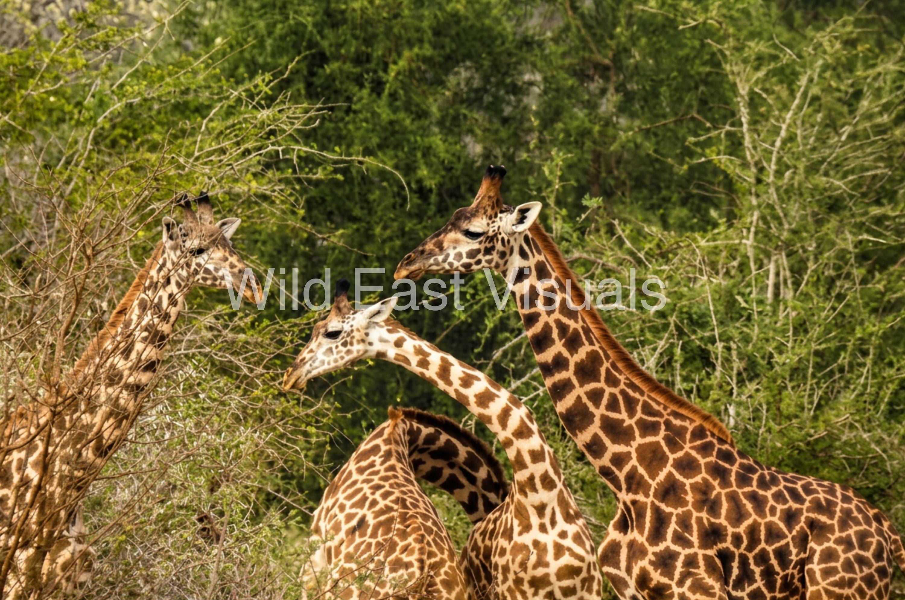 Sentinels — fine art print of a tower of giraffes standing sentinel on the African savannah — Wild East Visuals