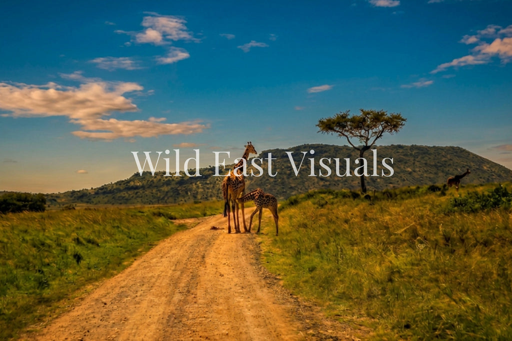 First Steps — giraffe mother and calf on a dirt track in the Maasai Mara, lone acacia tree, rolling hills, Kenya — Wild East Visuals