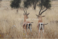 The Departure — fine art print of Grant's gazelles departing across the open plains, Kenya — Wild East Visuals