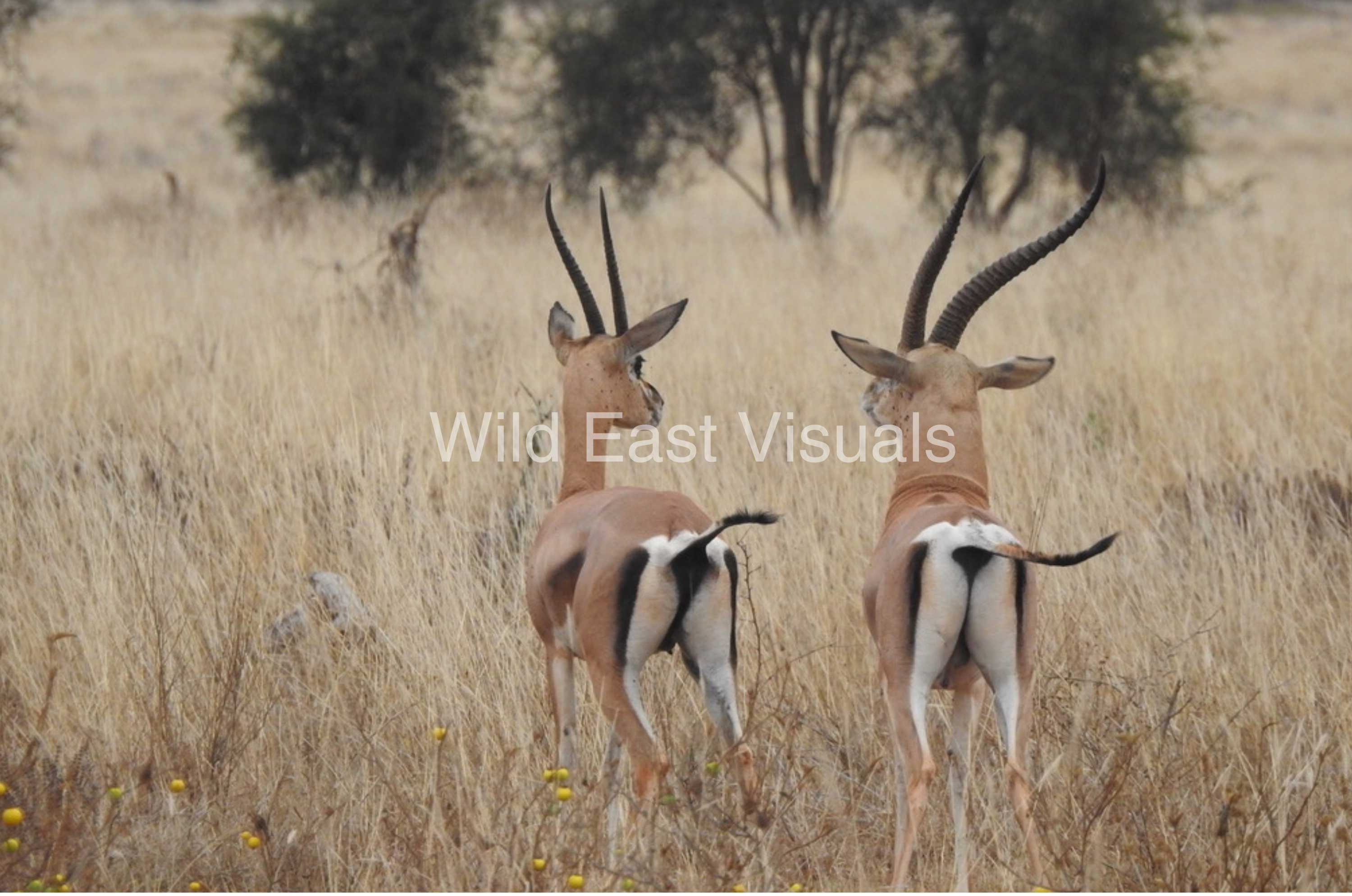 The Departure — fine art print of Grant's gazelles departing across the open plains, Kenya — Wild East Visuals