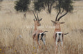 The Departure — fine art print of Grant's gazelles departing across the open plains, Kenya — Wild East Visuals