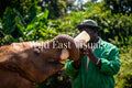 Keeper's Bond — Feeding Baby Elephant