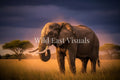 Elephant Majesty — Limited Edition Print (1/50)