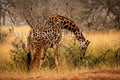Masai giraffe bending its neck gracefully to feed from a thorny acacia bush in the Maasai Mara, Kenya — The Bend fine art giclée print — Wild East Visuals