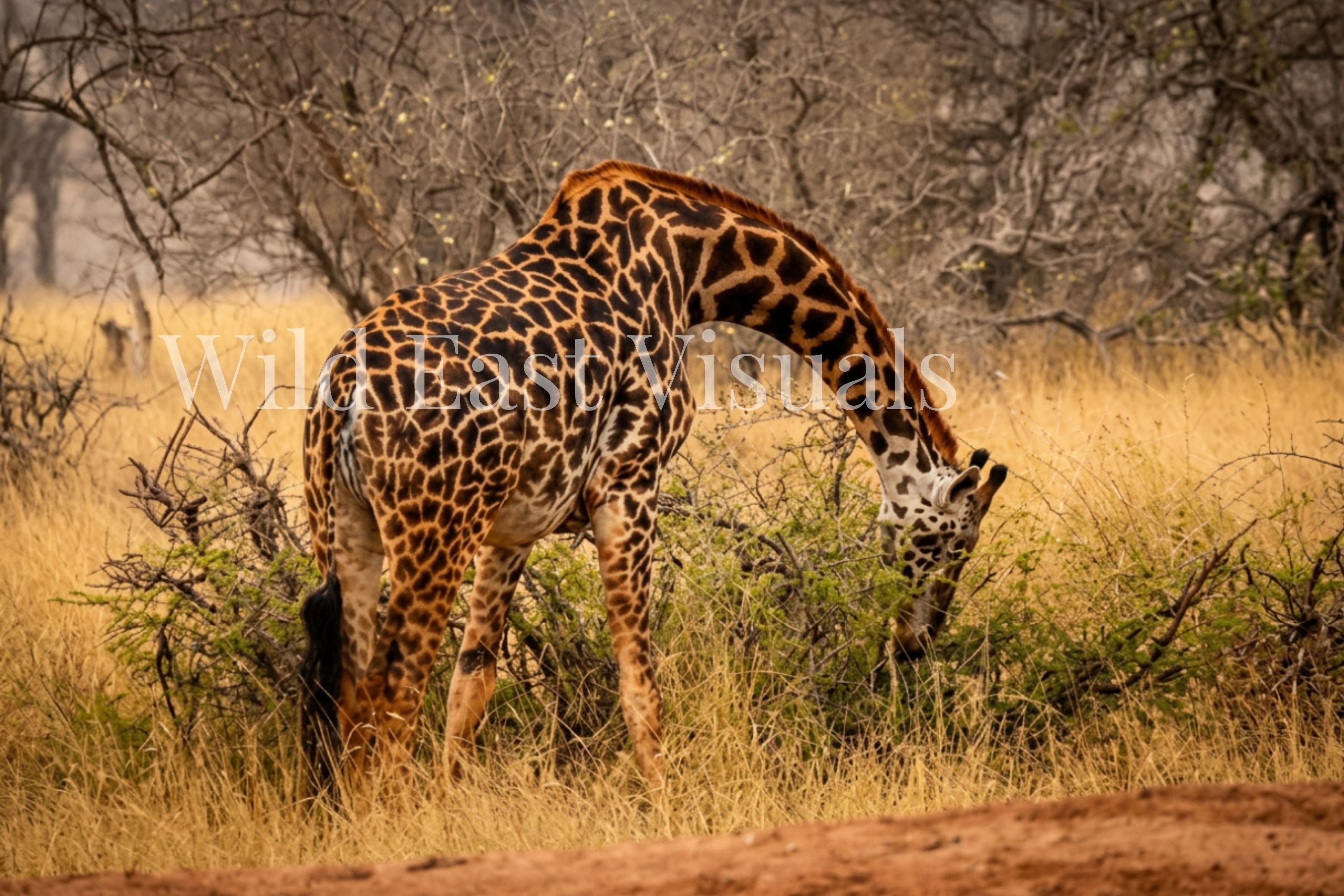 Masai giraffe bending its neck gracefully to feed from a thorny acacia bush in the Maasai Mara, Kenya — The Bend fine art giclée print — Wild East Visuals
