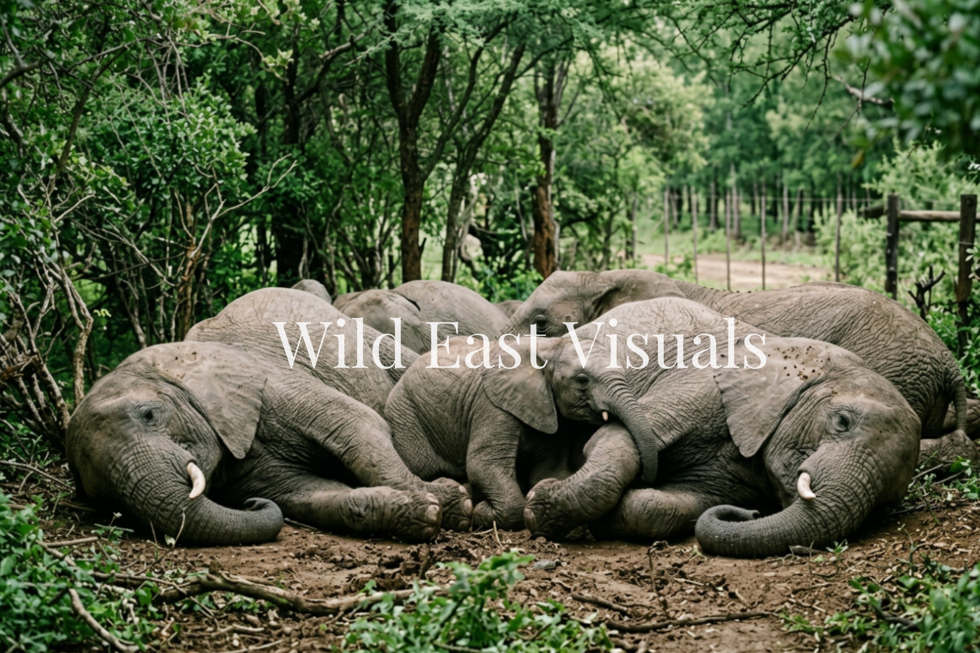 The Uninvited Guests — Central Kenya