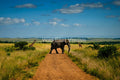 The Crossing of Giants — fine art print of an elephant and giraffes crossing together on the African savannah — Wild East Visuals