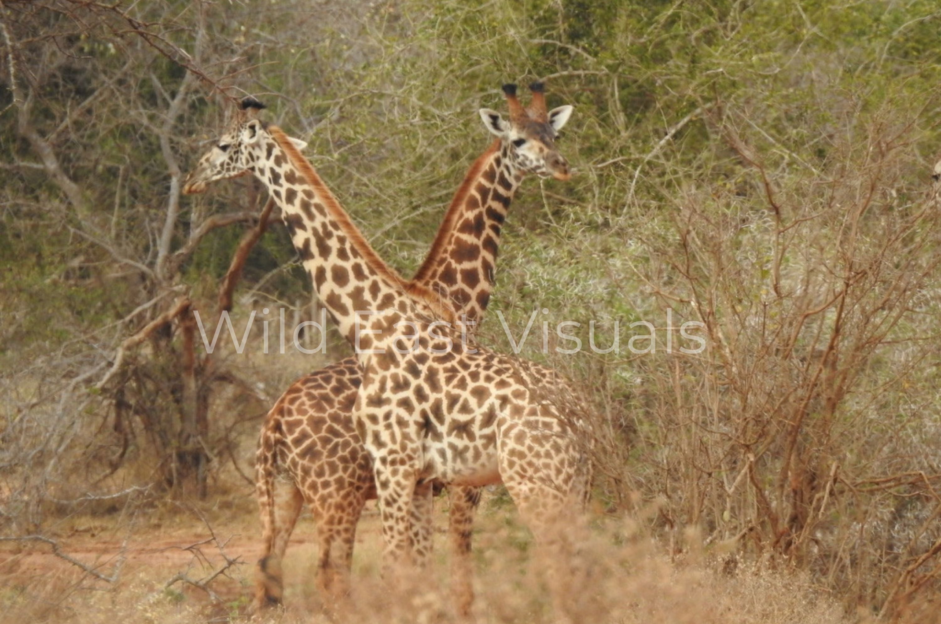 The Crossing — Two Giraffes